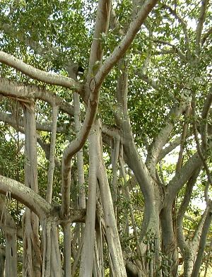 Family Tree Family Tree